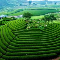 Mộc châu trên cao